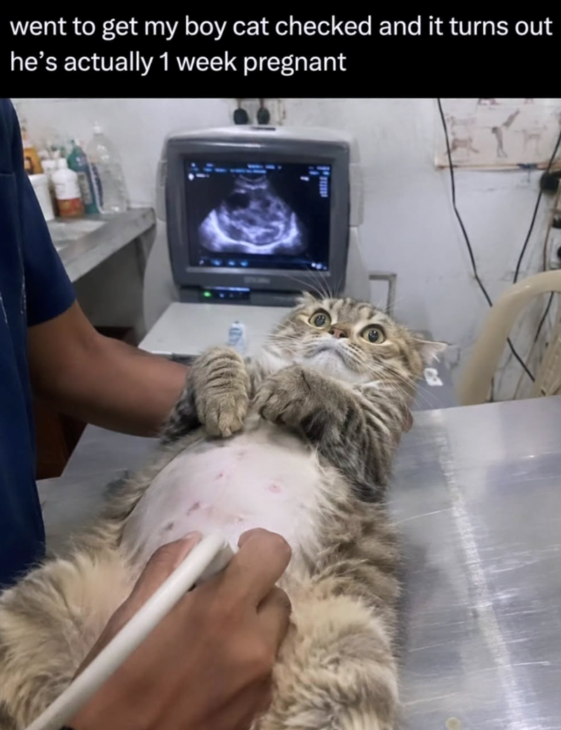 went to get my boy cat checked and it turns out he's actually 1 week pregnant