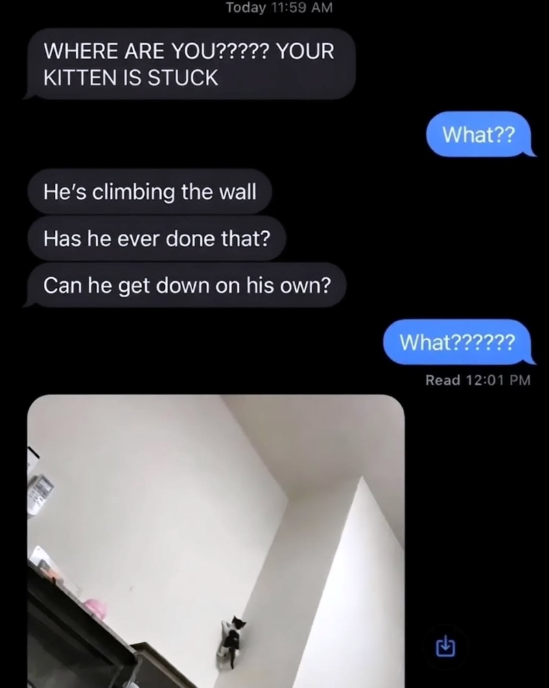 Today 11:59 AM WHERE ARE YOU????? YOUR KITTEN IS STUCK What?? He's climbing the wall Has he ever done that? Can he get down on his own? What?????? Read 12:01 PM