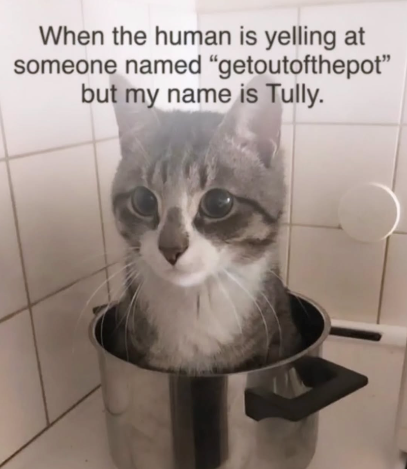 When the human is yelling at someone named "getoutofthepot" but my name is Tully.