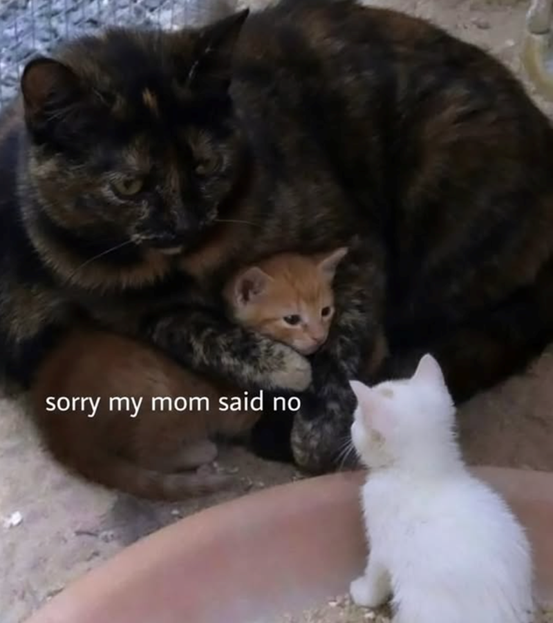 sorry my mom said no