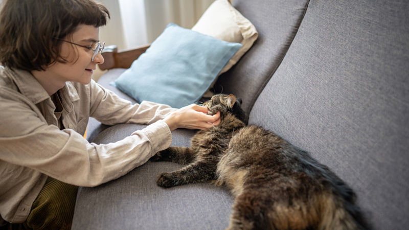 woman gently stroking a relaxed tabby cat with both hands
