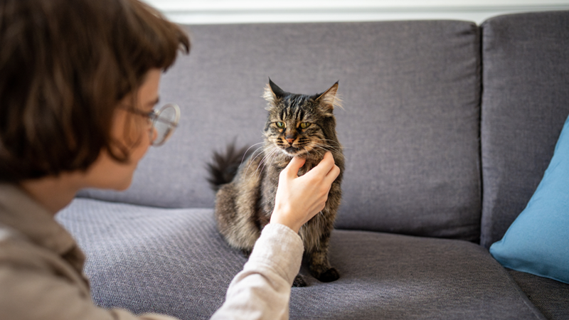 Woman gently scratches tabby cat's chin