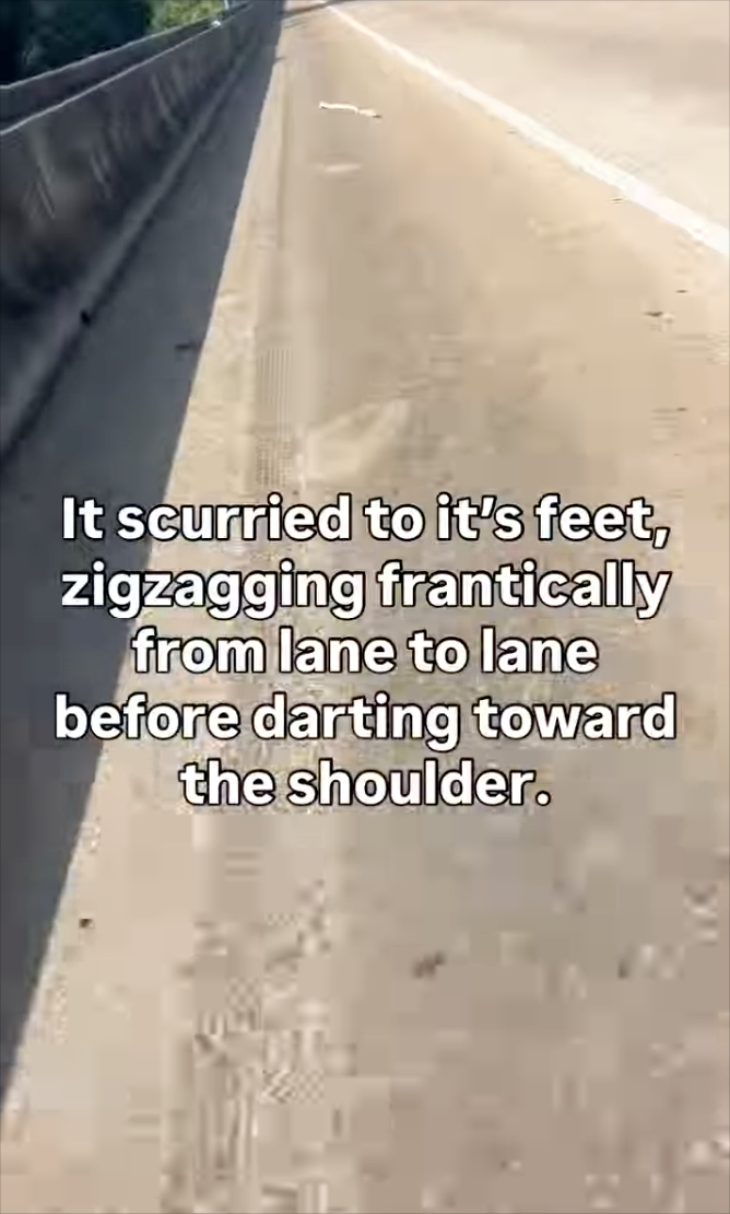 It scurried to it's feet, zigzagging frantically from lane to lane before darting toward the shoulder.