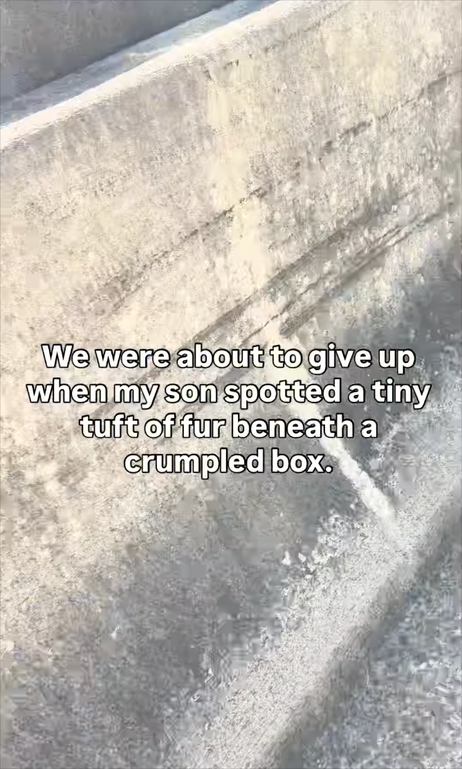 We were about to give up when my son spotted a tiny tuft of fur beneath a crumpled box.