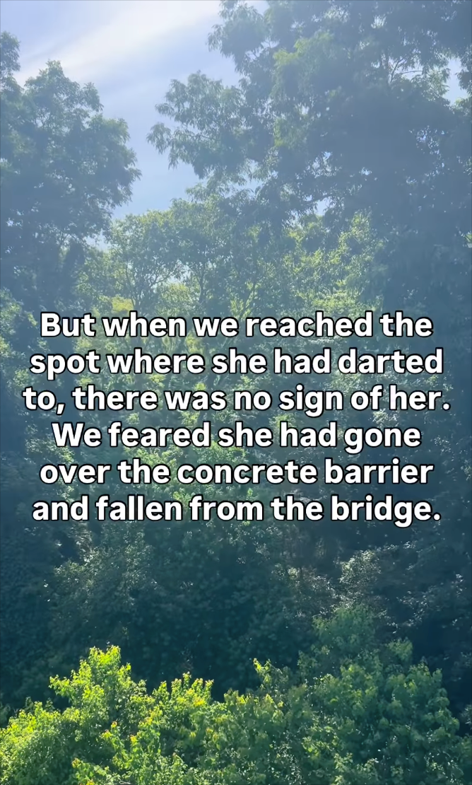 But when we reached the spot where she had darted to, there was no sign of her. We feared she had gone over the concrete barrier and fallen from the bridge.