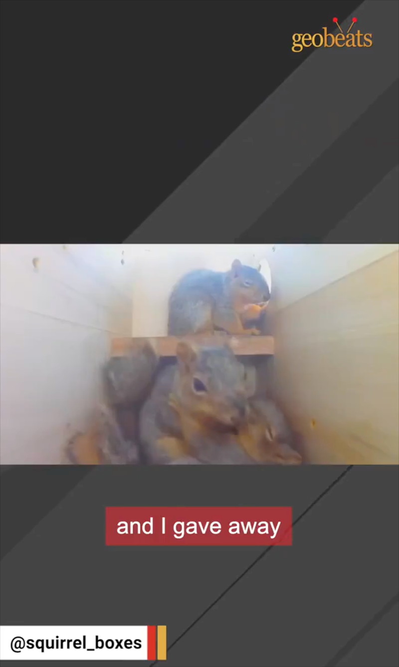 and I gave away @squirrel_boxes geobeats