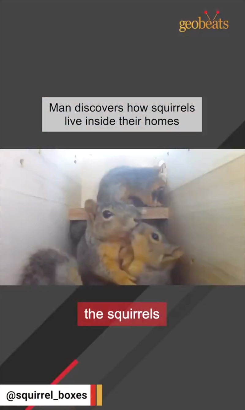geobeats Man discovers how squirrels live inside their homes @squirrel_boxes the squirrels