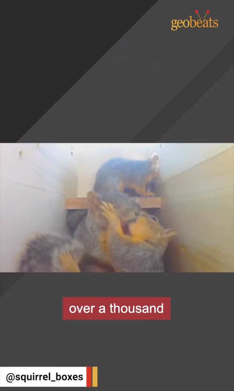 over a thousand @squirrel_boxes geobeats