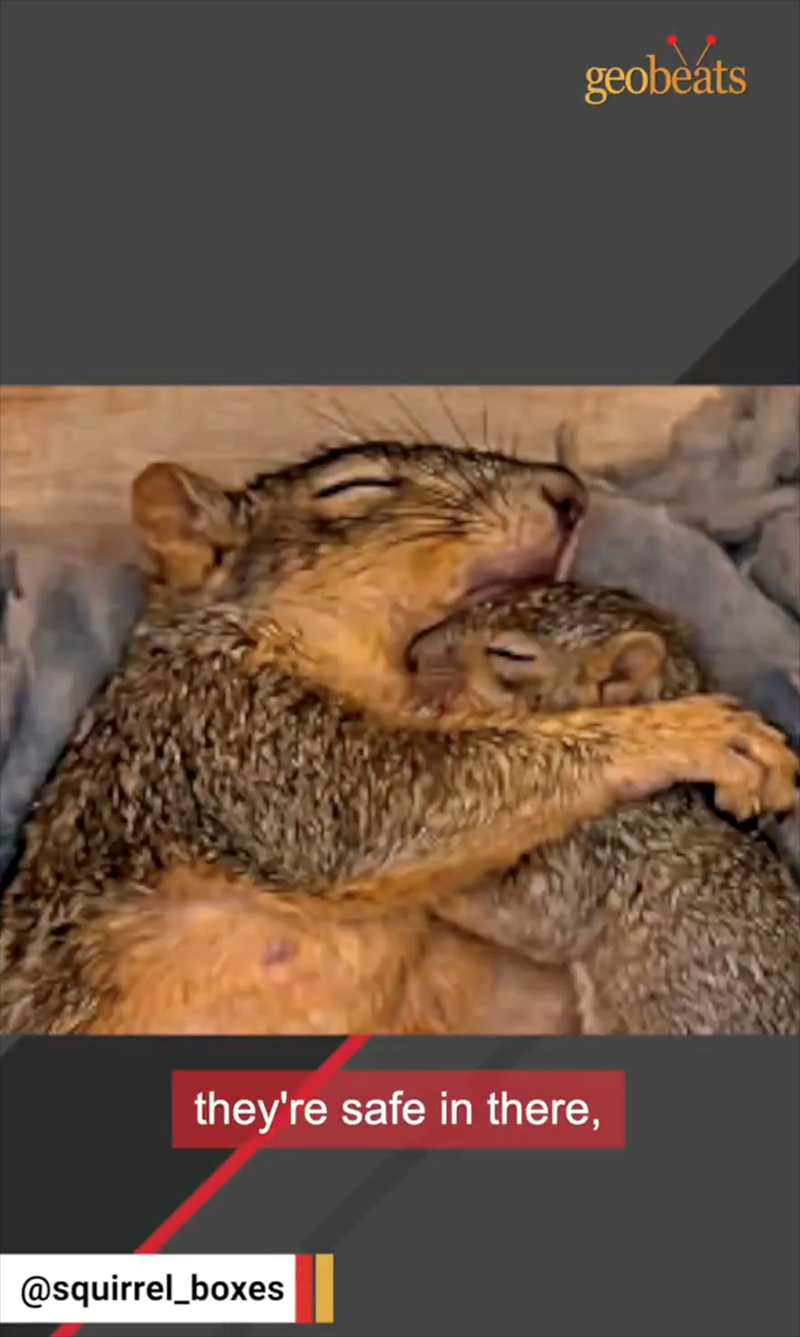they're safe in there, @squirrel_boxes geobeats