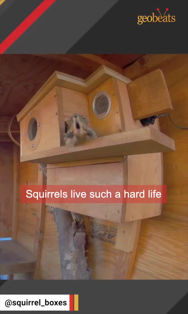 geobeats Squirrels live such a hard life @squirrel_boxes