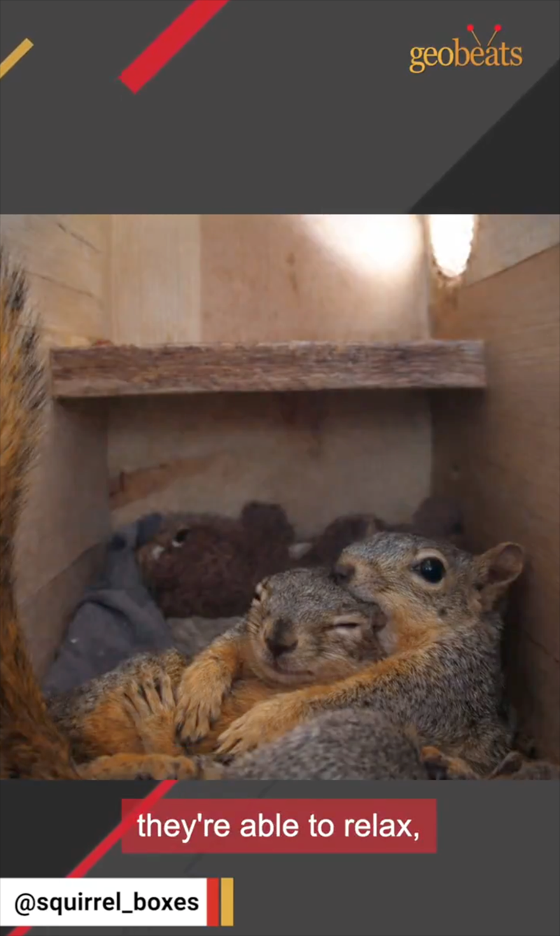 they're able to relax, @squirrel_boxes geobeats