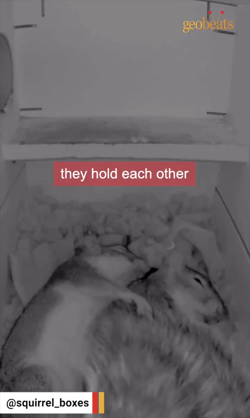 they hold each other @squirrel_boxes geobeats