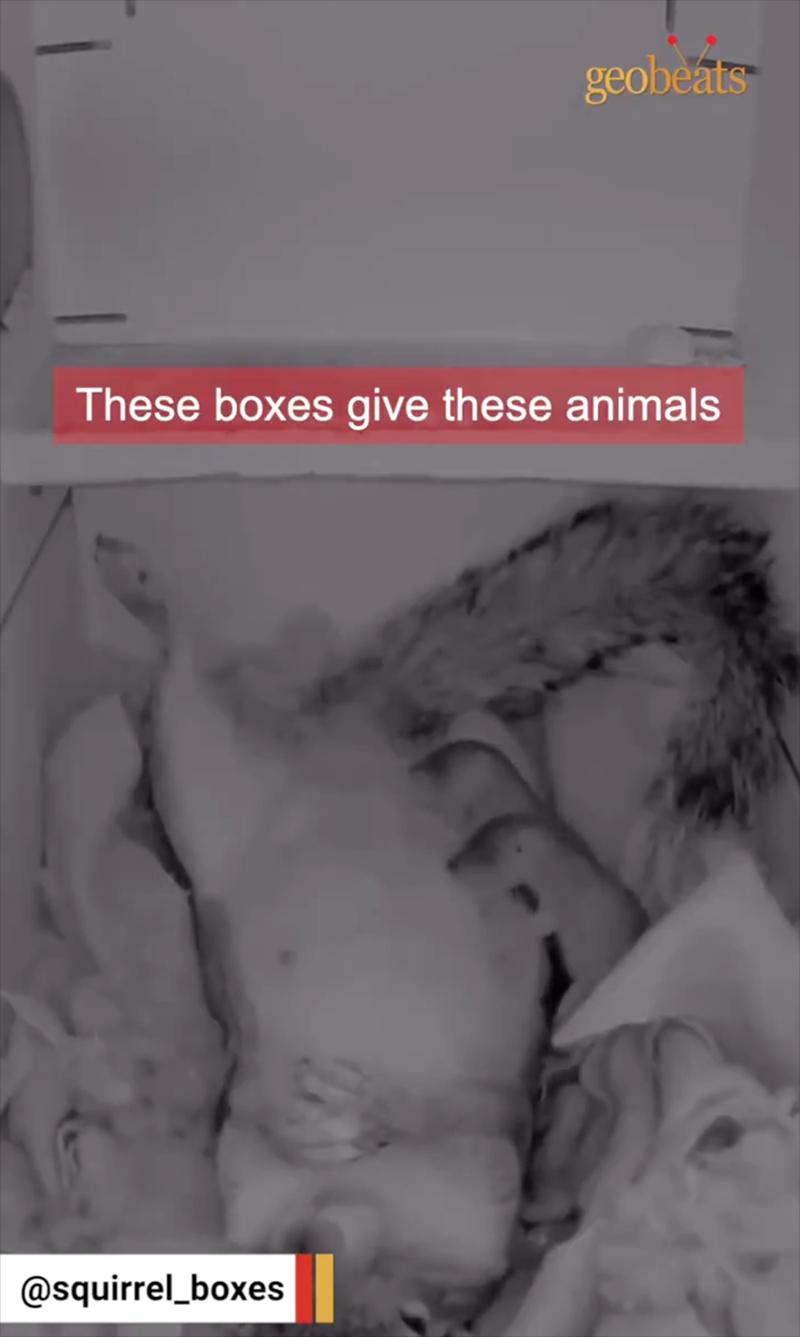 geobeats These boxes give these animals @squirrel_boxes