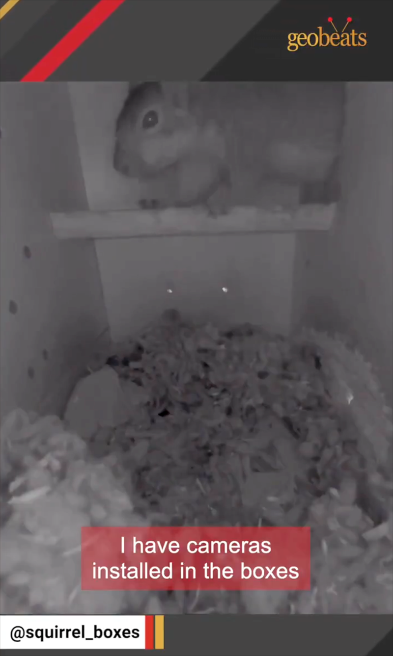 geobeats I have cameras installed in the boxes @squirrel_boxes