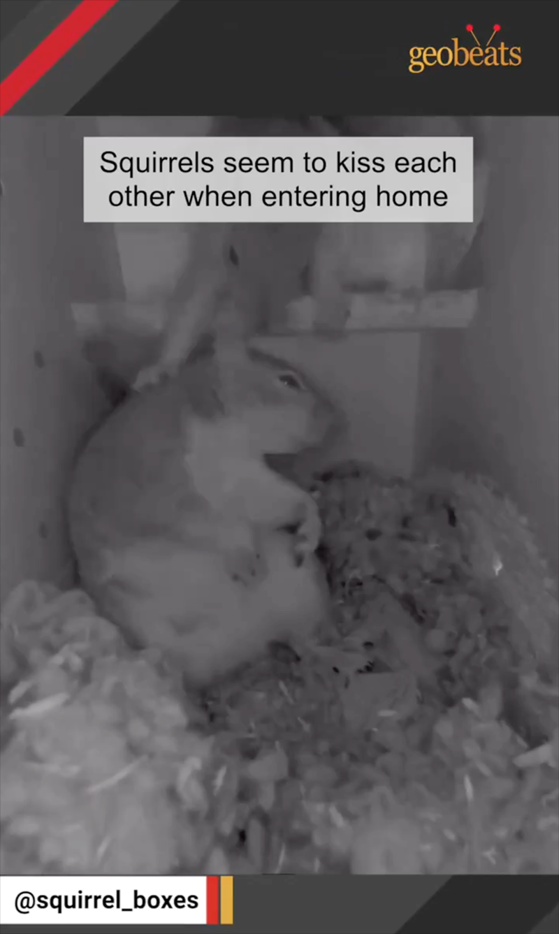 geobeats Squirrels seem to kiss each other when entering home @squirrel_boxes