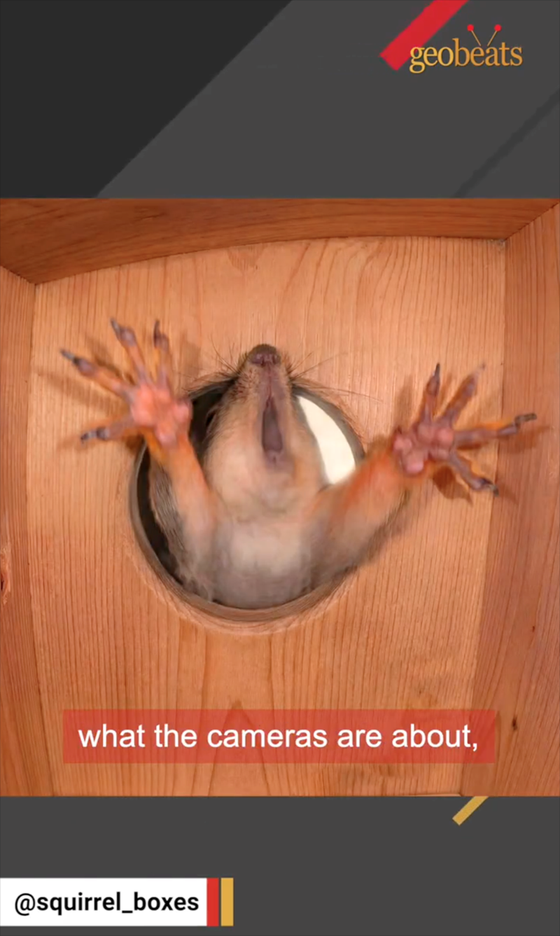 geobeats what the cameras are about, @squirrel_boxes