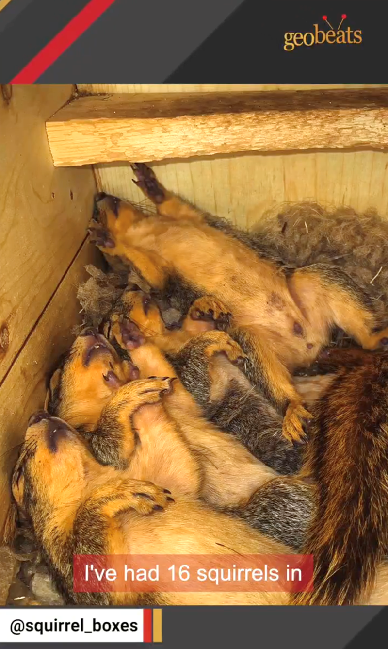 I've had 16 squirrels in @squirrel_boxes geobeats