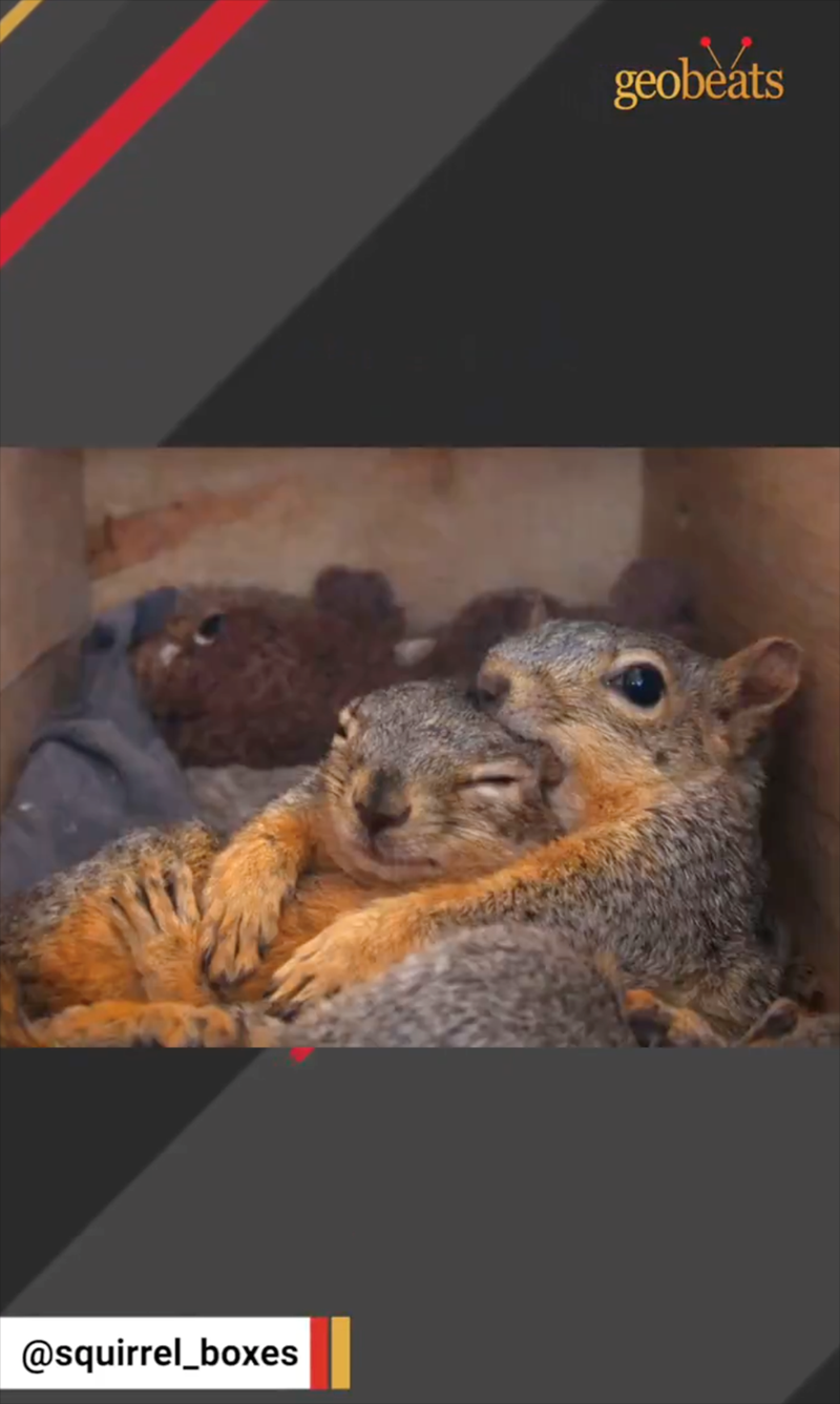 @squirrel_boxes geobeats