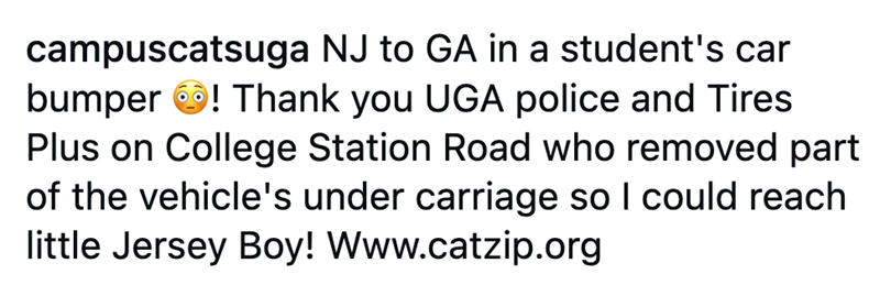 campuscatsuga NJ to GA in a student's car bumper ! Thank you UGA police and Tires Plus on College Station Road who removed part of the vehicle's under carriage so I could reach little Jersey Boy! Www.catzip.org