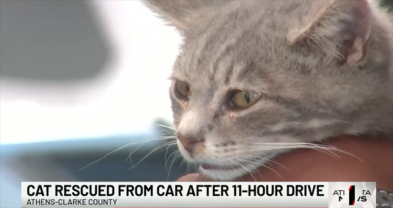 CAT RESCUED FROM CAR AFTER 11-HOUR DRIVE ATI ΤΑ IS ATHENS-CLARKE COUNTY