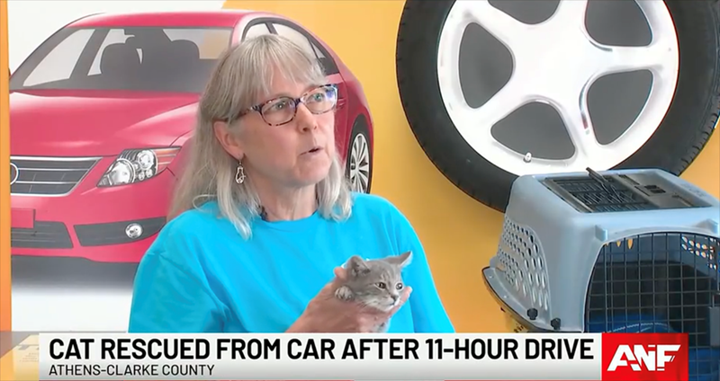 CAT RESCUED FROM CAR AFTER 11-HOUR DRIVE ATHENS-CLARKE COUNTY ANF