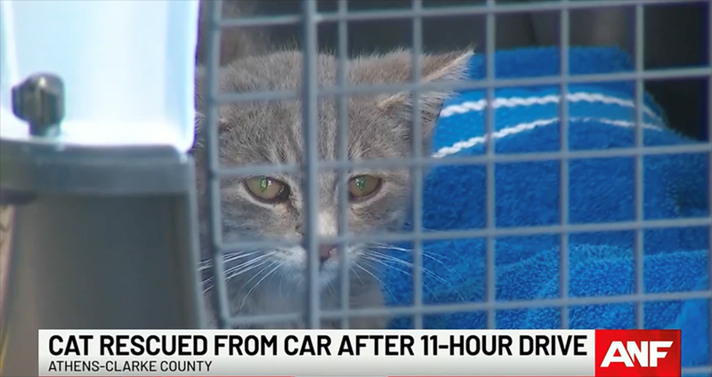 CAT RESCUED FROM CAR AFTER 11-HOUR DRIVE ATHENS-CLARKE COUNTY ANF