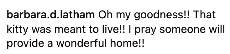 barbara.d.latham Oh my goodness!! That kitty was meant to live!! I pray someone will provide a wonderful home!!