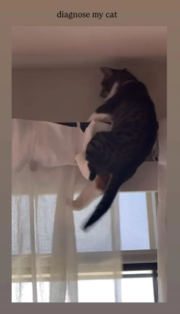 diagnose my cat