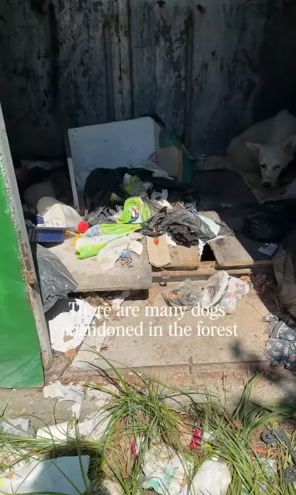 There are many dogs. ndoned in the forest
