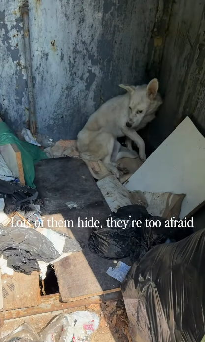 Lots of them hide, they're too afraid