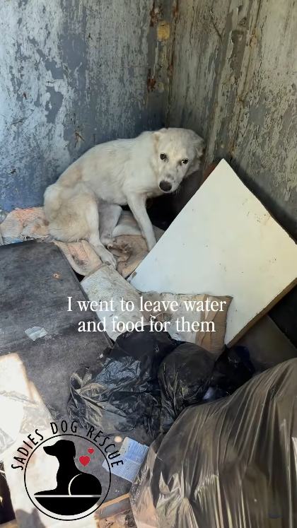 SADIES DOG I went to leave water and food for them RESCUE