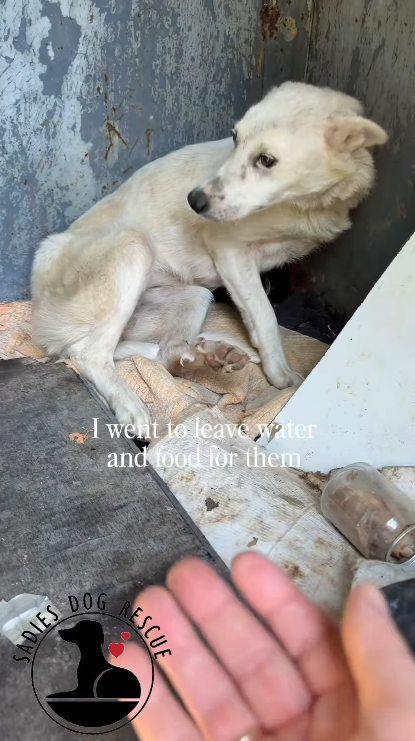 SADIES I went to leave water and food for them DOG RESCUE