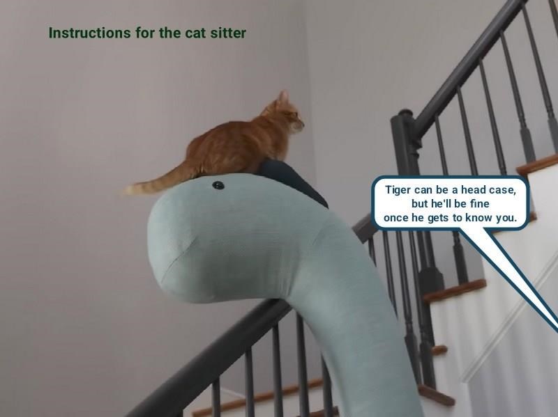 Instructions for the cat sitter Tiger can be a head case, but he'll be fine once he gets to know you.