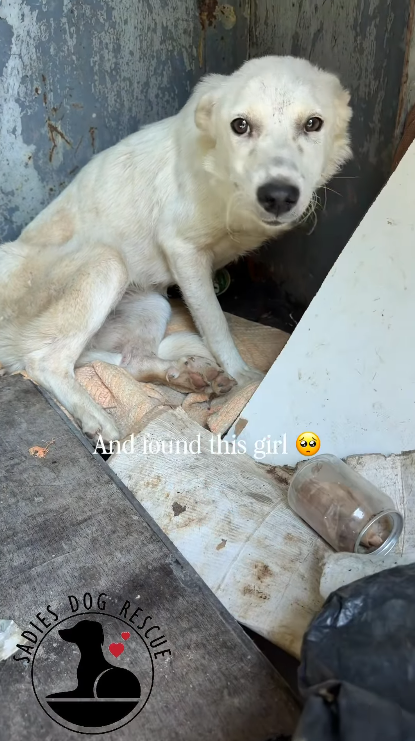 SADIES And found this girl DOG RESCUE