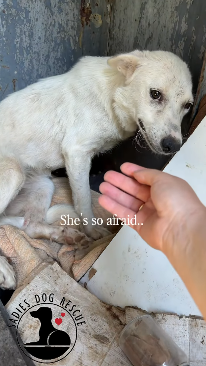 ADIES DOG She's so afraid.. RESCUE