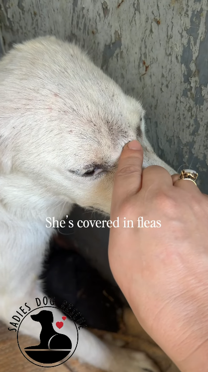 SADIES DO She's covered in fleas