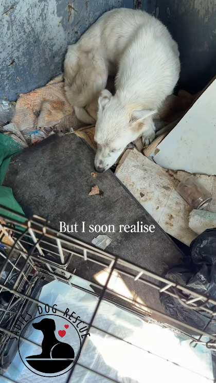 But I soon realise DOG RESCU