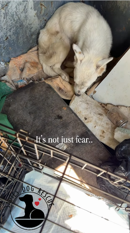 It's not just fear.. DOG RESCUS