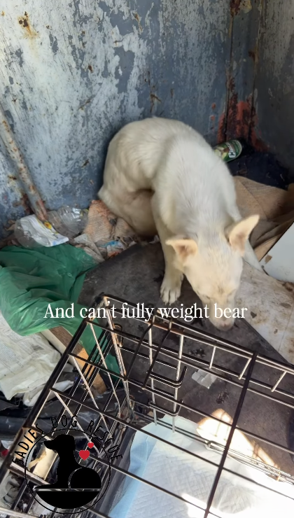 ADIE And can't fully weight bear