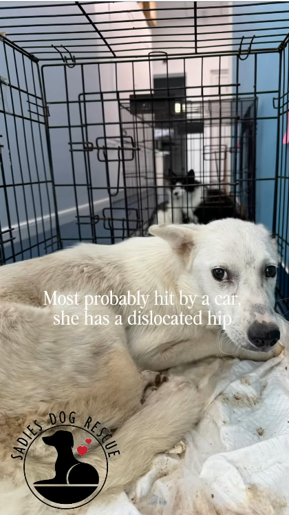 Most probably hit by a car, she has a dislocated hip RESCUE DOG SADIES DO