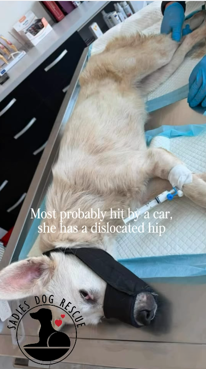 SADIES Most probably hit by a car, she has a dislocated hip DOG RESCUE