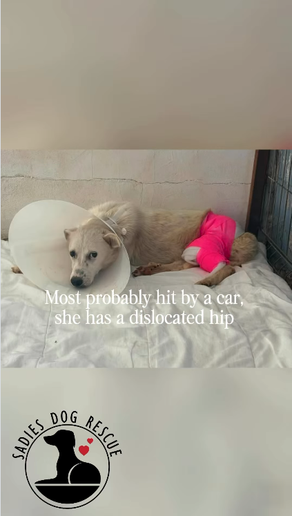 SADIES Most probably hit by a car, she has a dislocated hip DOG RESCUE