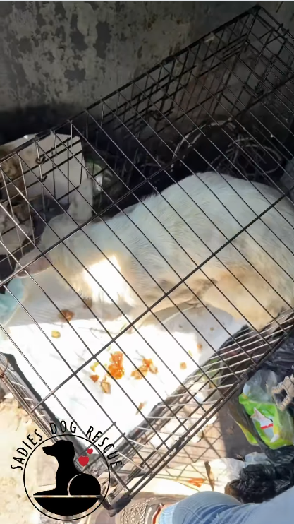 SADIES DOG RESCUE