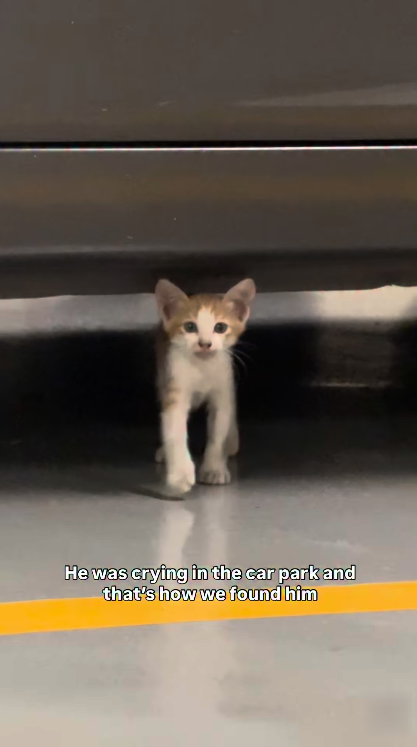 He was crying in the car park and that's how we found him