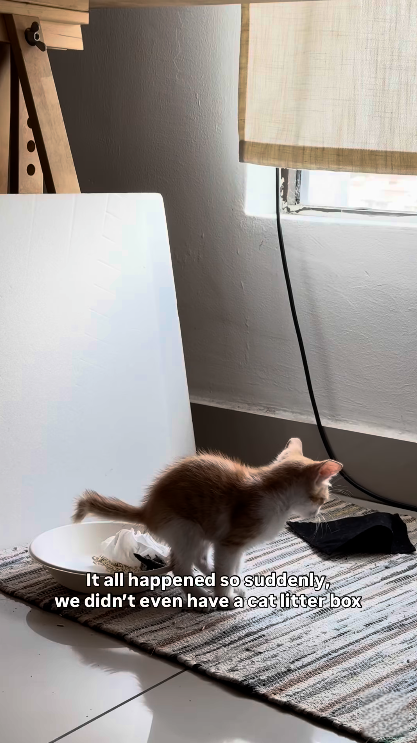 It all happened so suddenly, we didn't even have a cat litter box