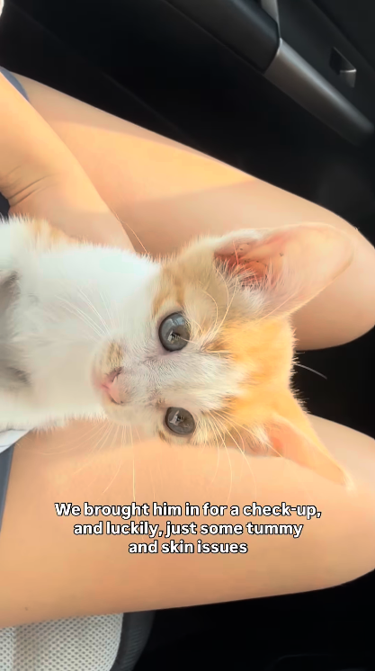 We brought him in for a check-up, and luckily, just some tummy and skin issues