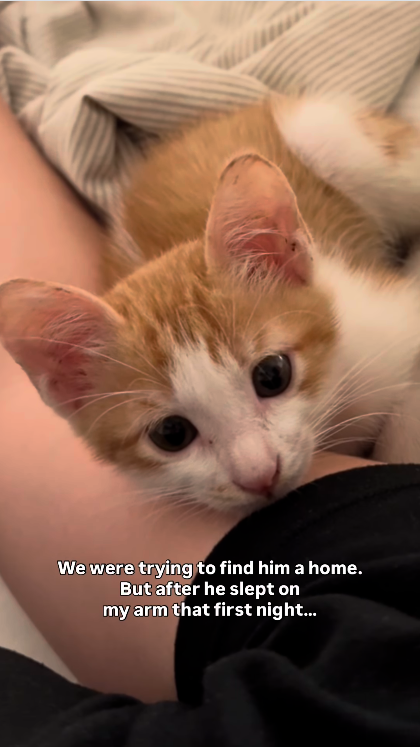 We were trying to find him a home. But after he slept on my arm that first night...