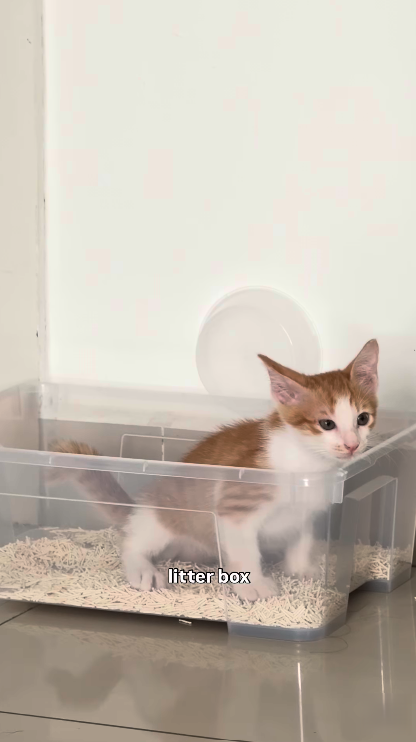 litter box