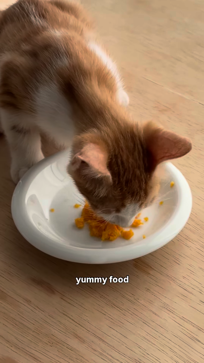 yummy food