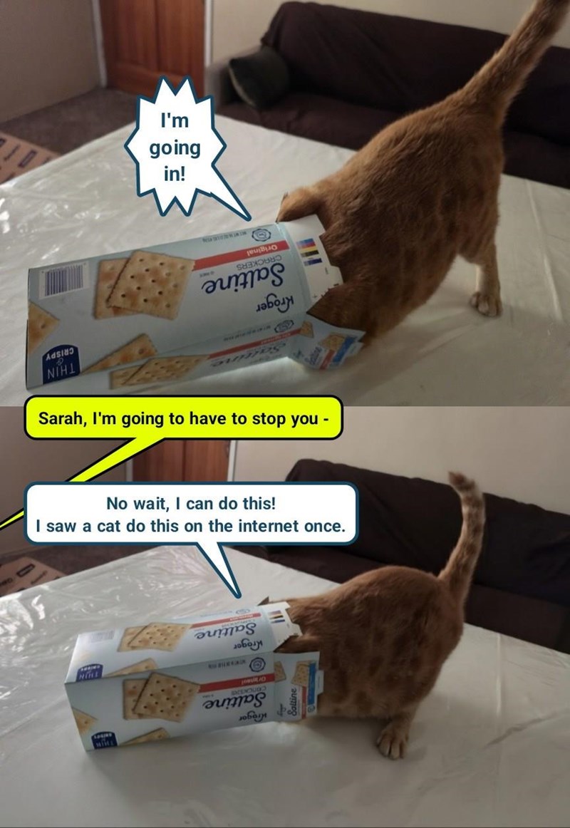 CRISPY THIN I'm going in! MON Kroger Original CRACKERS Saltine INNO Sarah, I'm going to have to stop you - No wait, I can do this! I saw a cat do this on the internet once. 67 Saltine заболу Krogor Oriol CONCKERS Saltine
